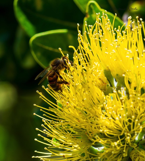 Yellow Ohia